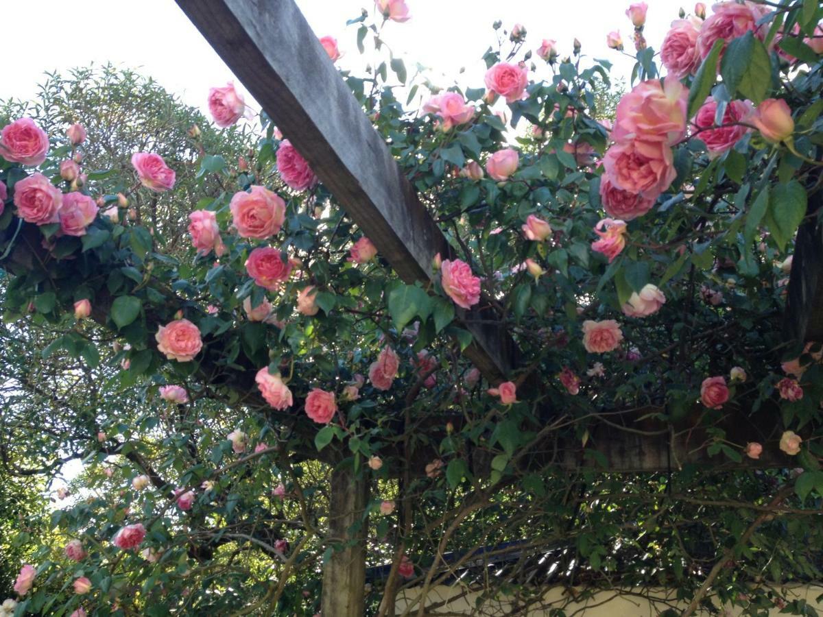 Country Bliss Cottage Greytown Luaran gambar